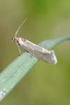 Glyphipterix fuscoviridella