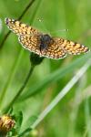 Melitaea cinxia