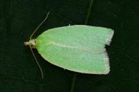Tortrix viridana