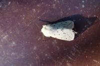 Spilosoma lubricipeda