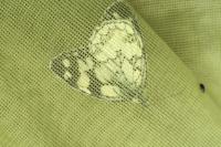 Melanargia galathea