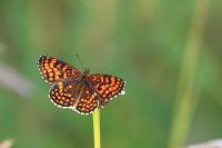 Melitaea athalia