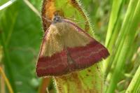 Phytometra viridaria