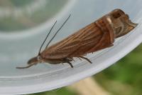 Chrysoteuchia culmella