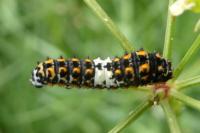 Papilio machaon