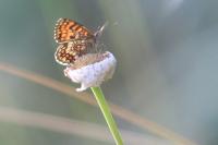 Melitaea athalia