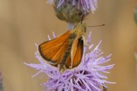 Thymelicus sylvestris