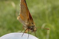 Thymelicus sylvestris