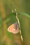 Coenonympha pamphilus