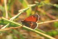 Coenonympha pamphilus