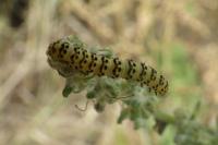 Cucullia lychnitis