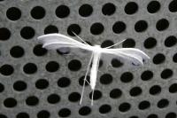 Pterophorus pentadactylus