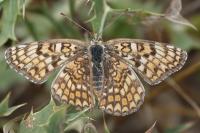 Melitaea phoebe