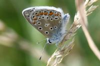 Polyommatus icarus