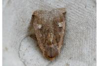 Conistra erythrocephala