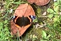 Vanessa atalanta