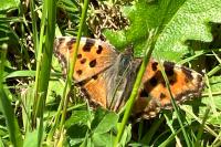 Nymphalis polychloros