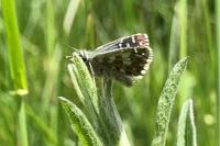 Pyrgus armoricanus