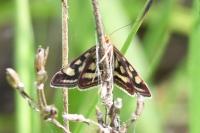 Pyrausta purpuralis