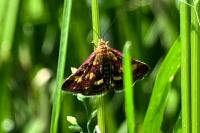 Pyrausta purpuralis