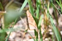 Drepana curvatula