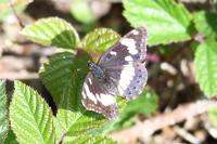 Limenitis reducta