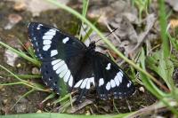 Limenitis reducta