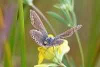 Polyommatus icarus