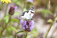Melanargia galathea