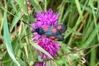 Zygaena trifolii