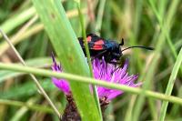 Zygaena trifolii