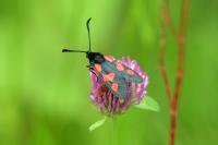 Zygaena trifolii
