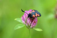 Zygaena trifolii