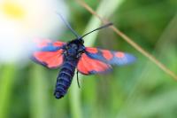Zygaena trifolii