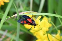 Zygaena trifolii