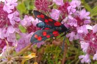 Zygaena transalpina