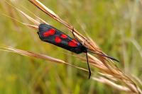 Zygaena transalpina