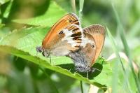 Coenonympha arcania