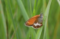 Coenonympha arcania