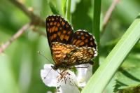 Melitaea athalia