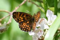 Melitaea athalia