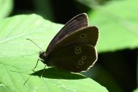 Aphantopus hyperantus