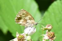 Melanargia galathea