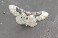 Idaea rusticata