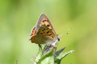 Lycaena phlaeas