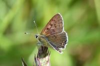 Lycaena tityrus