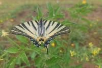 Iphiclides podalirius