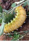 Saturnia pyri