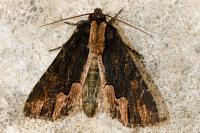 Dypterygia scabriuscula