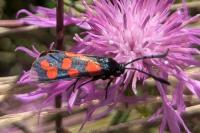 Zygaena transalpina